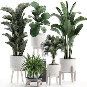 Decorative plants in a white flowerpot 573