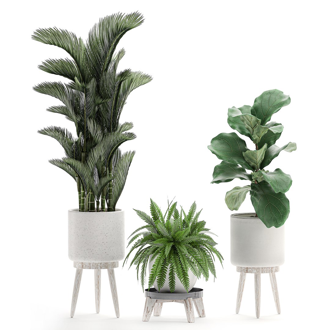 Decorative plants white pots 3D - TurboSquid 1574046