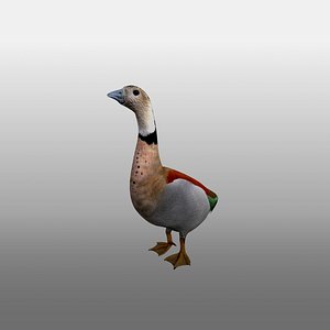 bird duck goose rig model