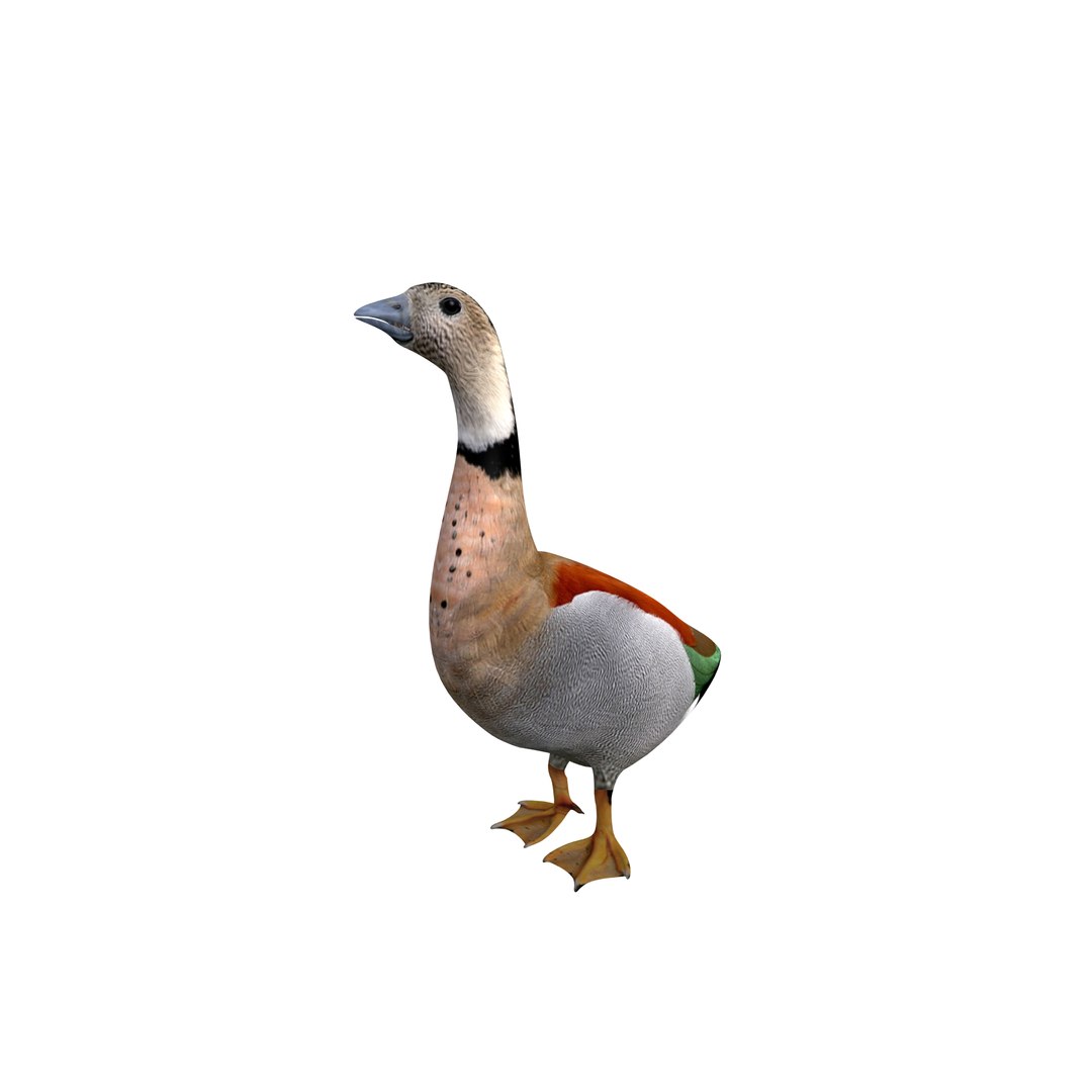 bird duck goose rig model https://p.turbosquid.com/ts-thumb/N6/mKDhhd/gJ1jM3fo/0000/png/1534428128/1920x1080/fit_q87/976b2a4c3643f9150df12da968ac27ea652860ae/0000.jpg