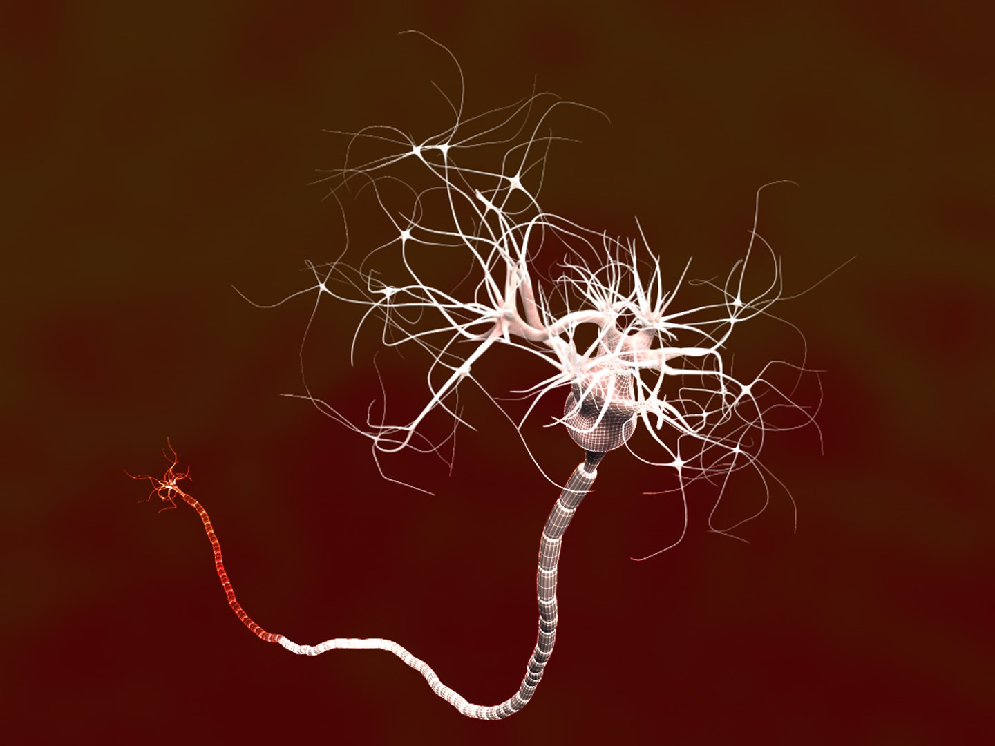 neuron nucleus myelin 3ds https://p.turbosquid.com/ts-thumb/N6/vjDbNr/2XO14Lb6/neuron04/jpg/1306140310/1920x1080/fit_q87/edc10c2caf663f792a7bf8fc02d6383c6d14c8e7/neuron04.jpg