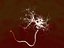 Neuron