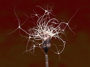 neuron nucleus myelin 3ds