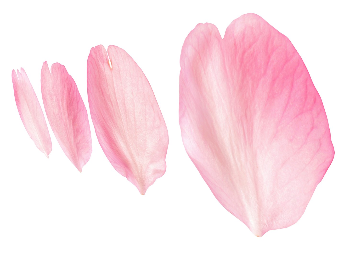 3D Flying Petals Pack https://p.turbosquid.com/ts-thumb/N6/wA4Fqn/Pd/petalvray5/jpg/1650540666/1920x1080/fit_q87/6a15f90d195dd2cdb4ce98ab212b51a11028775a/petalvray5.jpg