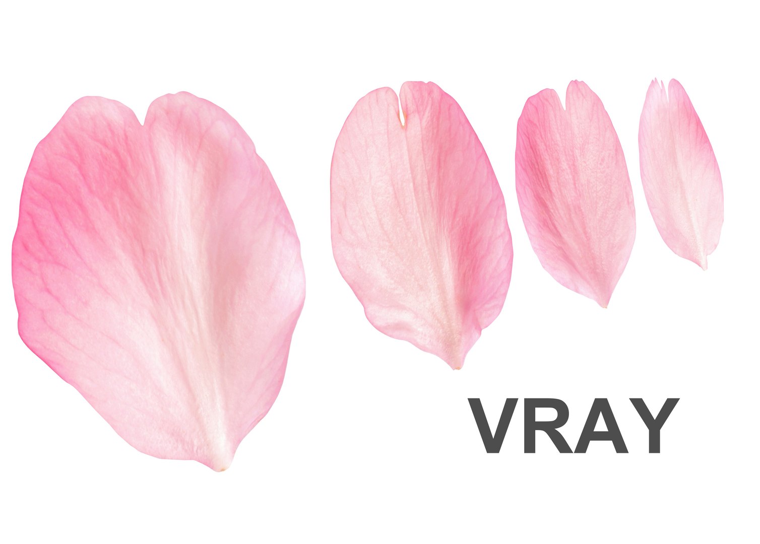 3D Flying Petals Pack https://p.turbosquid.com/ts-thumb/N6/wA4Fqn/d7/petalvray3/jpg/1650540463/1920x1080/fit_q87/97ce7ff73081a11623df031e22746fd976805e09/petalvray3.jpg