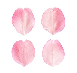 Flying Petals Pack