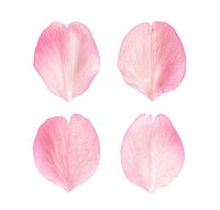 Flying Petals Pack