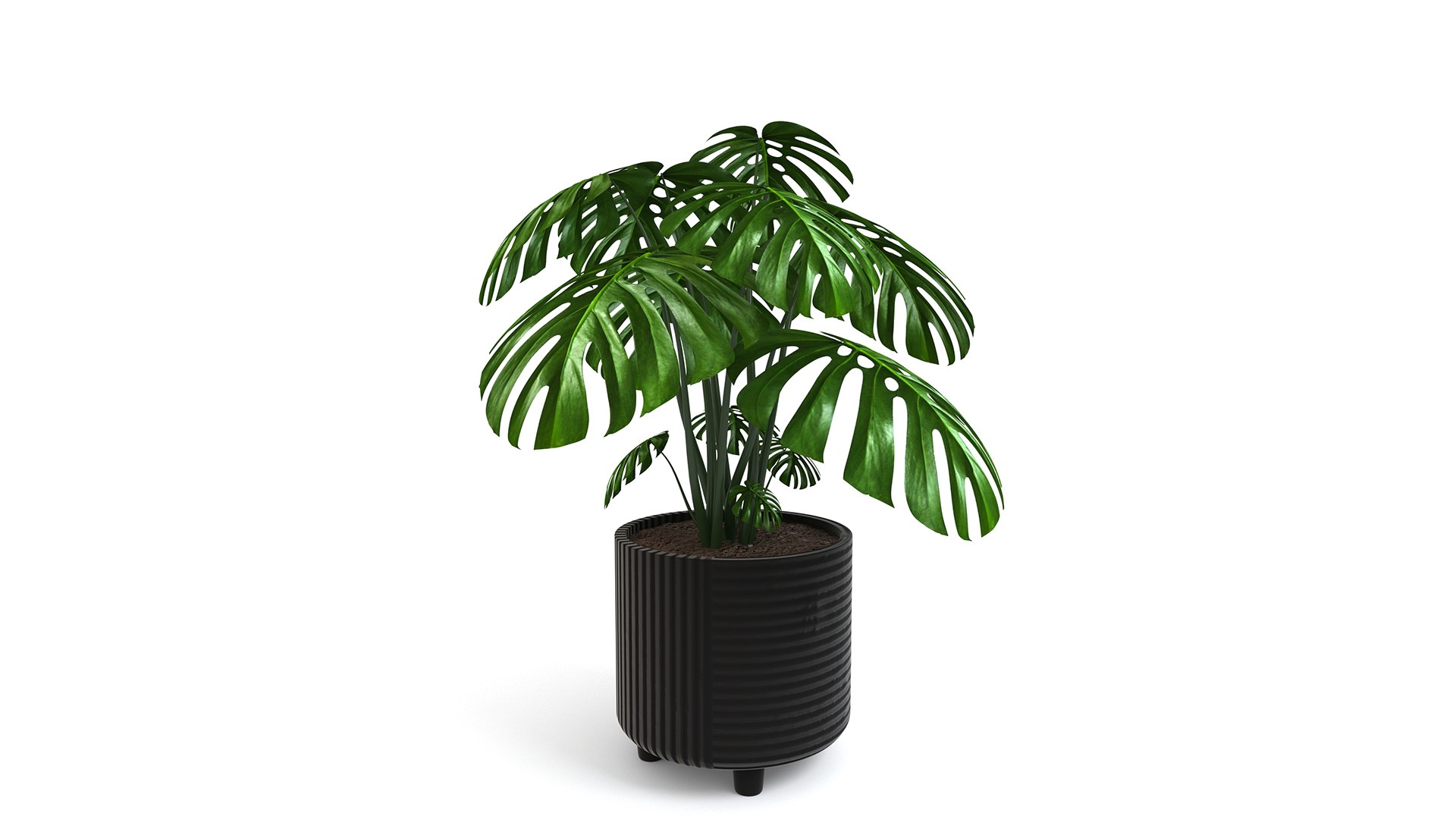 3D Monstera Tropical Pot planter indoor Outdoor model https://p.turbosquid.com/ts-thumb/N6/z3btqn/Ay/5/jpg/1730435177/1920x1080/fit_q87/0d19c9db2892543baf9b3428de4dd0e2ed86966f/5.jpg