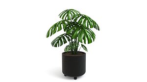 3D Monstera Tropical Pot planter indoor Outdoor model