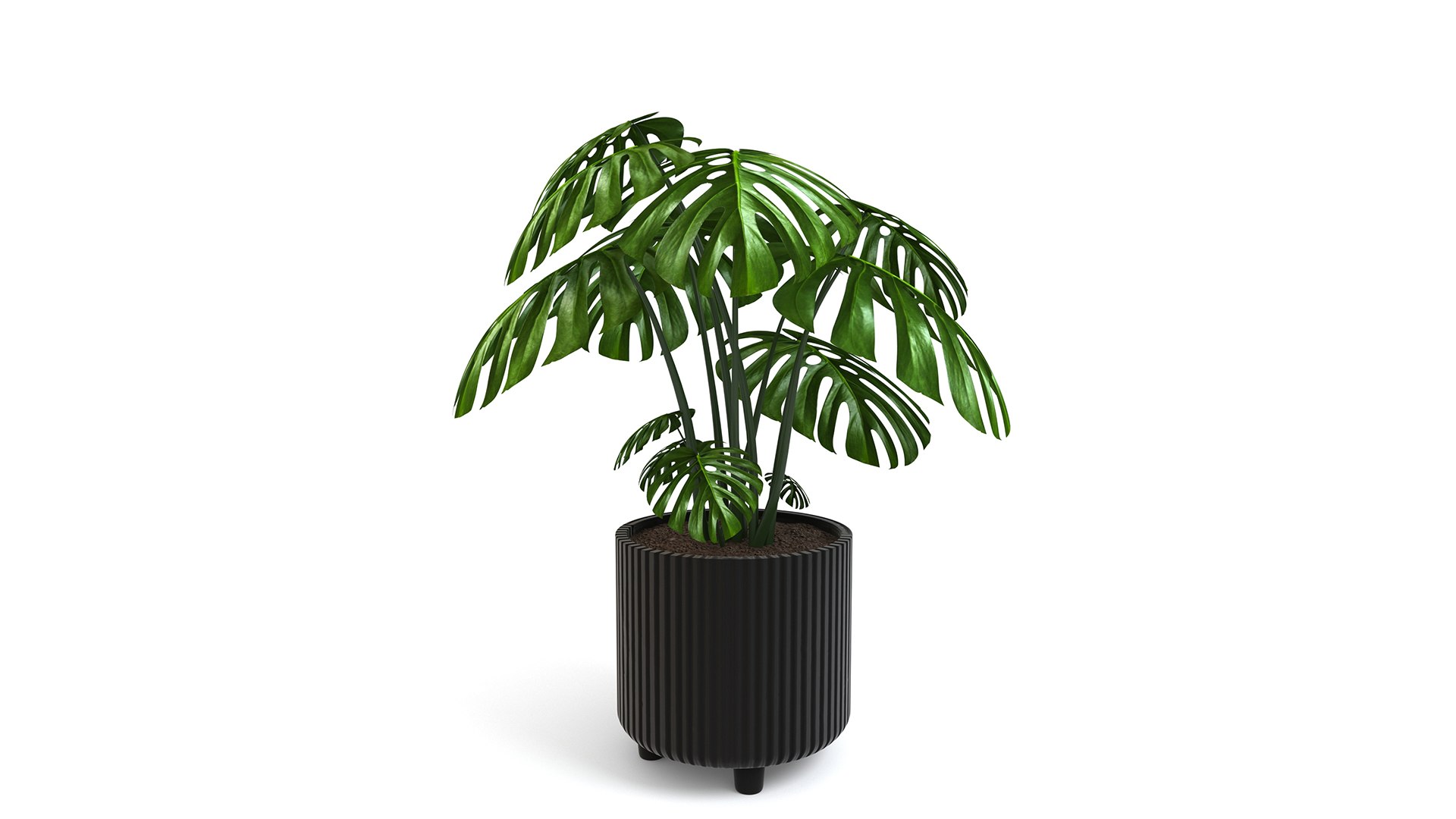 3D Monstera Tropical Pot planter indoor Outdoor model https://p.turbosquid.com/ts-thumb/N6/z3btqn/Uw/3/jpg/1730435175/1920x1080/fit_q87/5e04a0408cffcfea8da1b9c2c7191c1de738956b/3.jpg