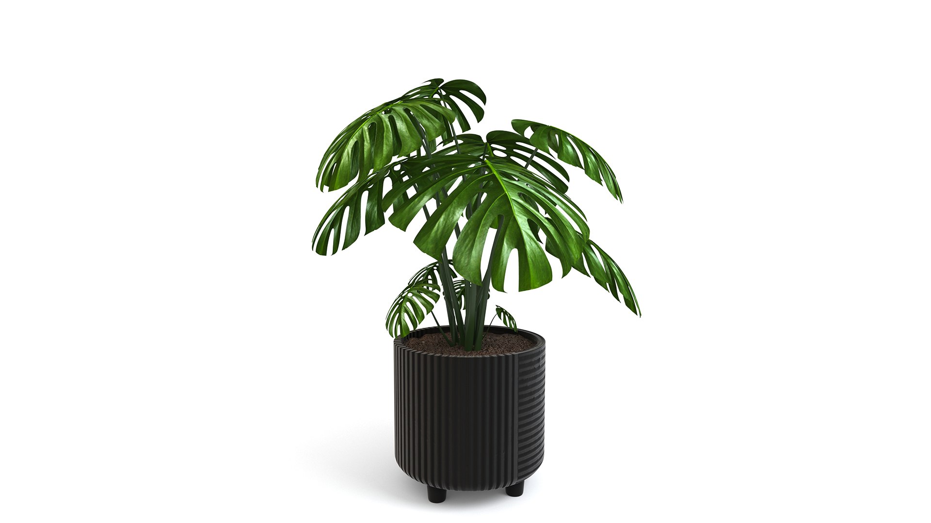 3D Monstera Tropical Pot planter indoor Outdoor model https://p.turbosquid.com/ts-thumb/N6/z3btqn/VD/4/jpg/1730435176/1920x1080/fit_q87/1d9fceb9a3a8985c01aca9c3f04929a18fb60bda/4.jpg