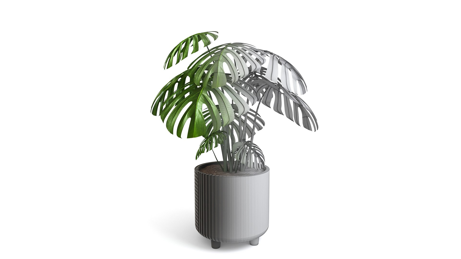 3D Monstera Tropical Pot planter indoor Outdoor model https://p.turbosquid.com/ts-thumb/N6/z3btqn/WJ/10/jpg/1730435844/1920x1080/fit_q87/6925896279e6934d9db5375ef6d767a2e1721c3e/10.jpg