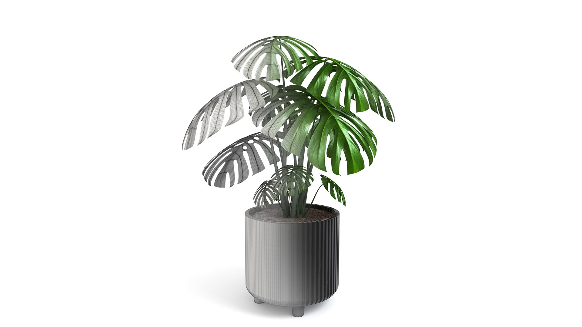 3D Monstera Tropical Pot planter indoor Outdoor model https://p.turbosquid.com/ts-thumb/N6/z3btqn/nA/9/jpg/1730435467/1920x1080/fit_q87/d5abb5ae17fd002dc2dada11aa7dda1c4d0744ea/9.jpg