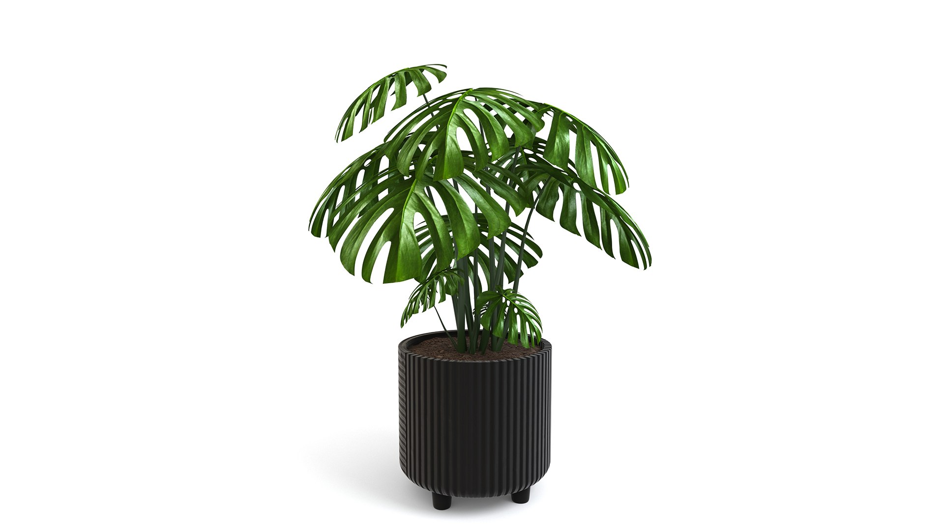 3D Monstera Tropical Pot planter indoor Outdoor model https://p.turbosquid.com/ts-thumb/N6/z3btqn/wQ/2/jpg/1730435175/1920x1080/fit_q87/2a882066d431acb1d5c4e76bf8bbf73df8f757df/2.jpg