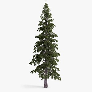 fir-tree 3d model