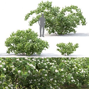 3D bushes 1 physocarpus opulifolius