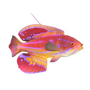 Diamond Tail Flasher Wrasse