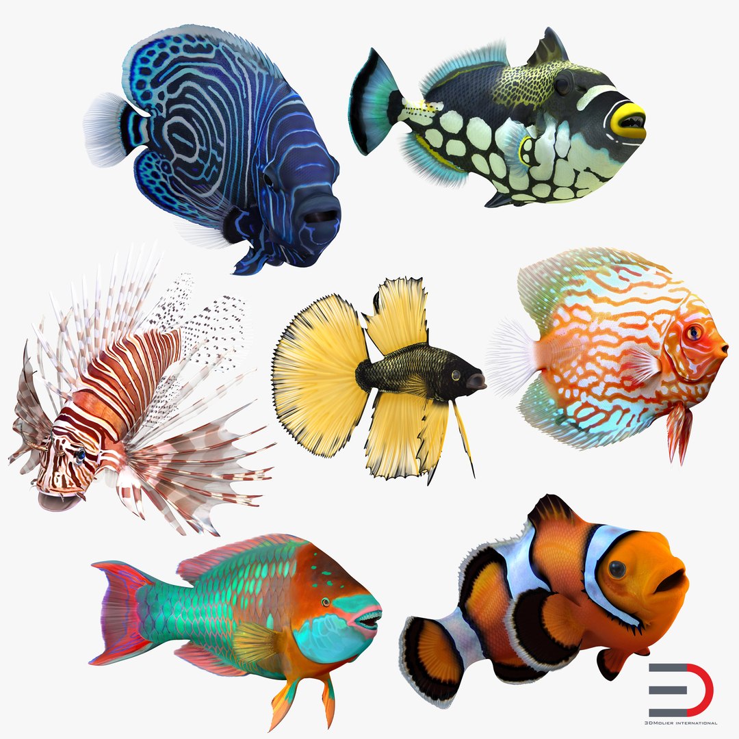 Coral Fishes Rigged Collection 3D model preview