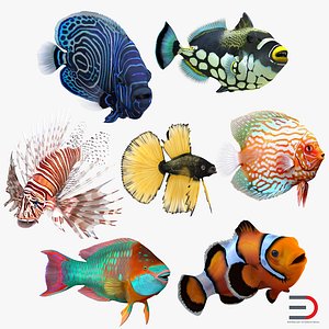 3d coral fishes rigged clownfish model