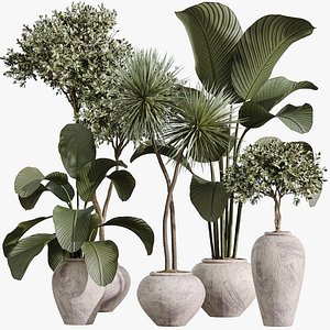 AV Indoor Plants Set 368 Olive Tree and Yucca Aloifolia Rostrata Palm and Calathea Lutea 3D