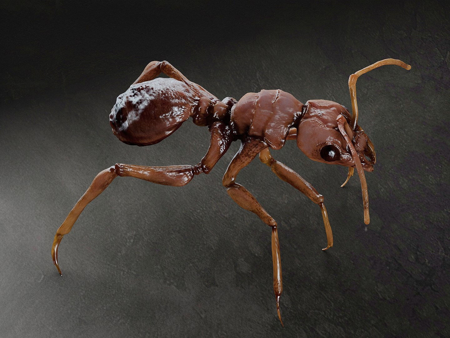 Ant 3D Model - TurboSquid 1894924