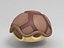 Turtle Shell