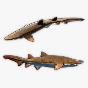 3D Animated Sand Tiger Shark