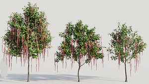 Barringtonia Acutangula c 3D model
