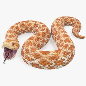 Beige Hognose Snake Rigged for Cinema 4D