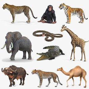 3D rigged african animals 7 model
