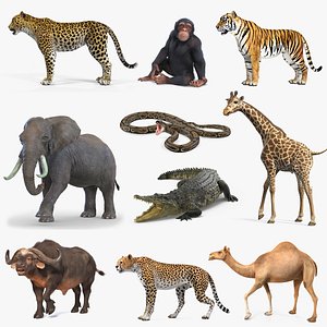 Rigged African Animals Collection 7 for Cinema 4D