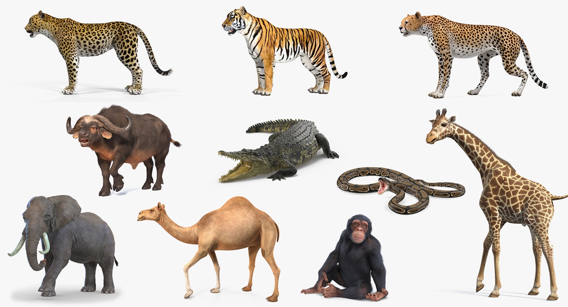Rigged African Animals Collection 7 for Cinema 4D 3D model preview