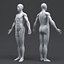 Human Anatomy for Simulation