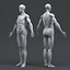 Human Anatomy for Simulation