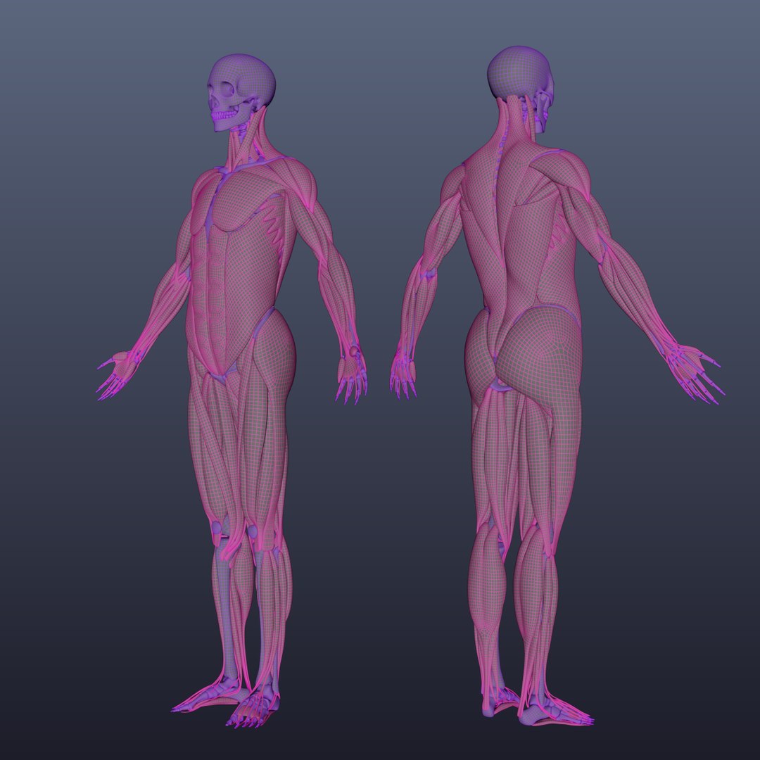 free human simulation 3d model https://p.turbosquid.com/ts-thumb/N8/02mqT9/2vb5oEZ7/anatomyzw/png/1485675829/1920x1080/fit_q87/5c6aefbf623cae3019b876469279f9f0a7a37e1c/anatomyzw.jpg