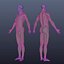 Human Anatomy for Simulation