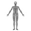 Human Anatomy for Simulation
