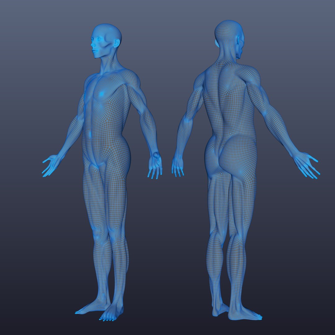 free human simulation 3d model https://p.turbosquid.com/ts-thumb/N8/02mqT9/bFXUOFIT/fasciaw/png/1485675829/1920x1080/fit_q87/900462f81f32fabacbae18b4878981eb9983c0c5/fasciaw.jpg