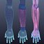 Human Anatomy for Simulation
