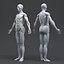 Human Anatomy for Simulation