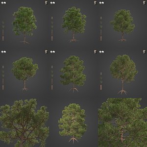 3D 2021 PBR Monterey Pine Collection - Pinus Radiata model