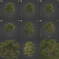 2021 PBR Monterey Pine Collection - Pinus Radiata