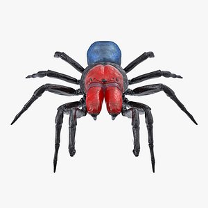 missulena occatoria spider model