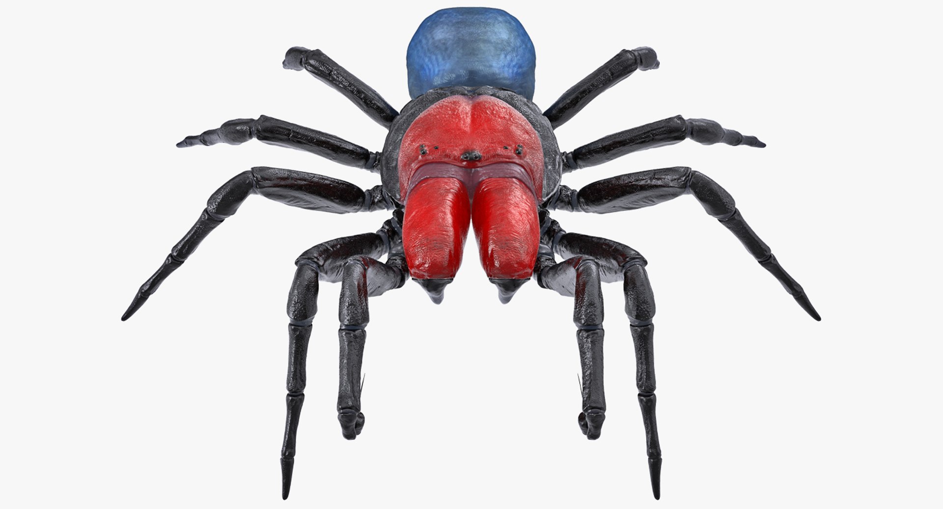 Missulena Occatoria Spider 3D model preview