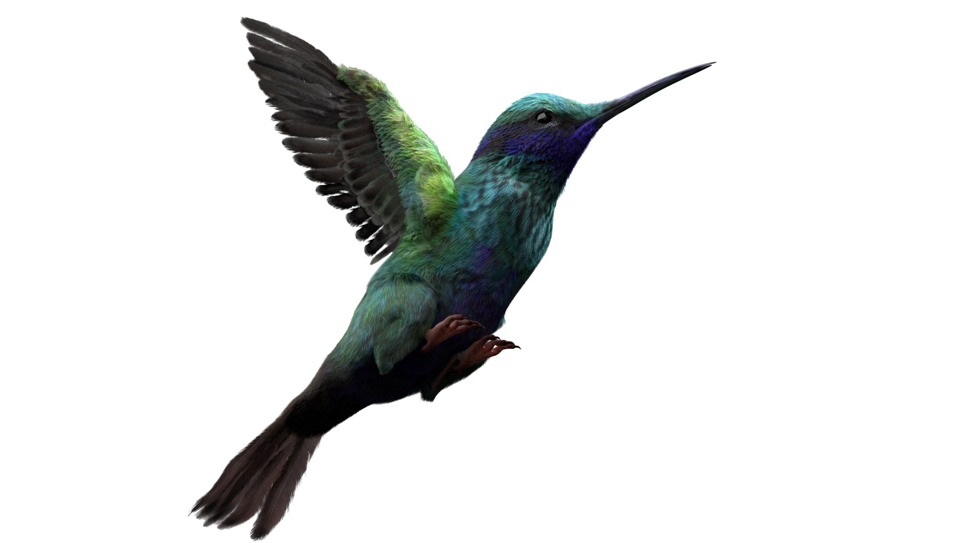 3D realistic hummingbird rigged model https://p.turbosquid.com/ts-thumb/N8/BdD5Ta/DPXZ7sHL/10/jpg/1582890257/1920x1080/fit_q87/913dc74783b4e6385215c413fe903e88cd333ff6/10.jpg
