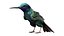 Kolibri Fell animiert in Ordnung gebracht