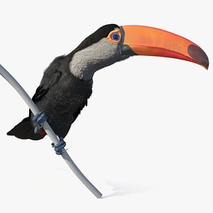 Toucan on Branch Fur for Maya 3D
