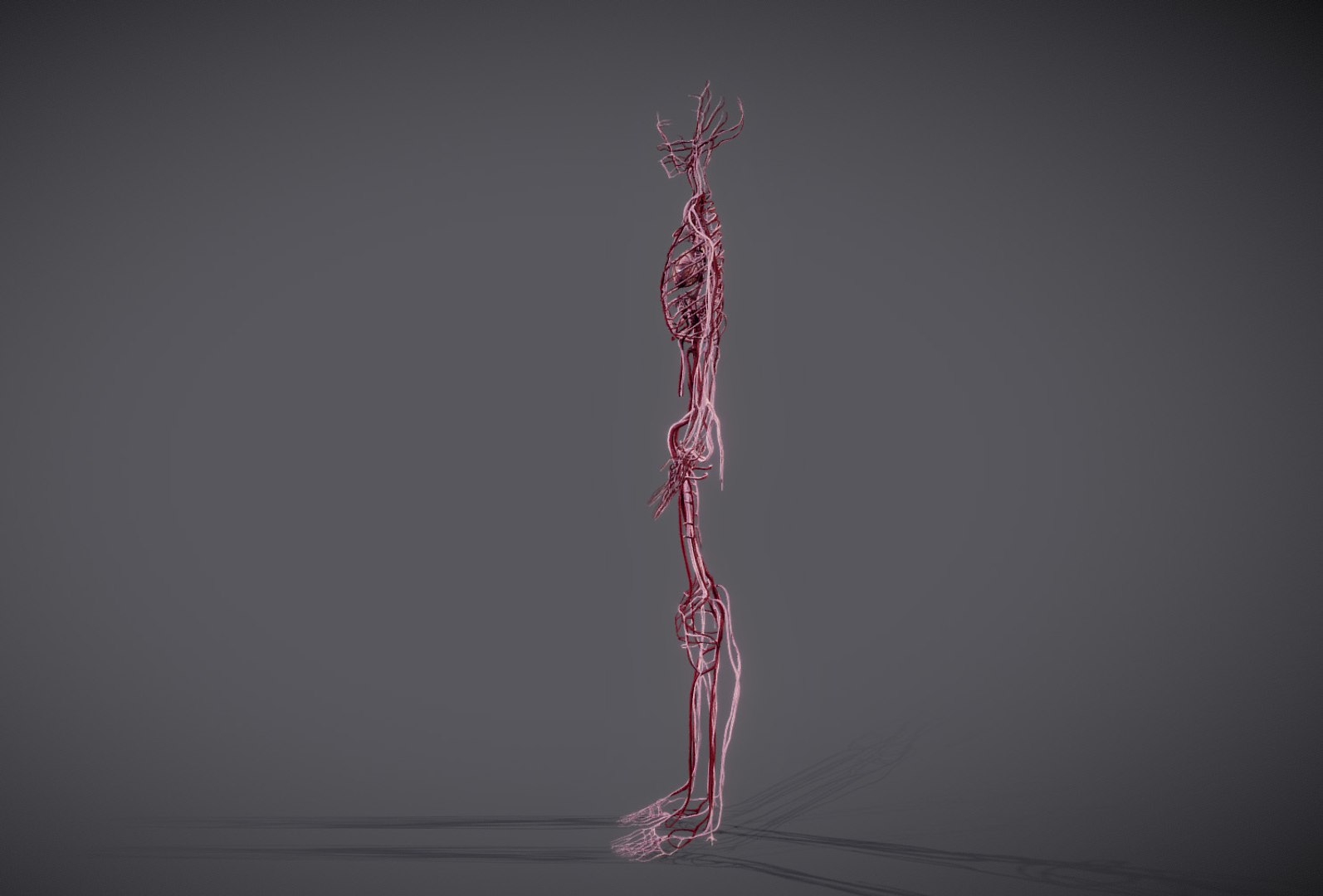 3D heart science anatomy model https://p.turbosquid.com/ts-thumb/N8/h7aaWy/HNuXw8PZ/2/jpg/1548160378/1920x1080/fit_q87/81a8d9efd1863badeb3bd1ffe0bd3001032d2215/2.jpg
