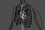 Whole CardioVascular System