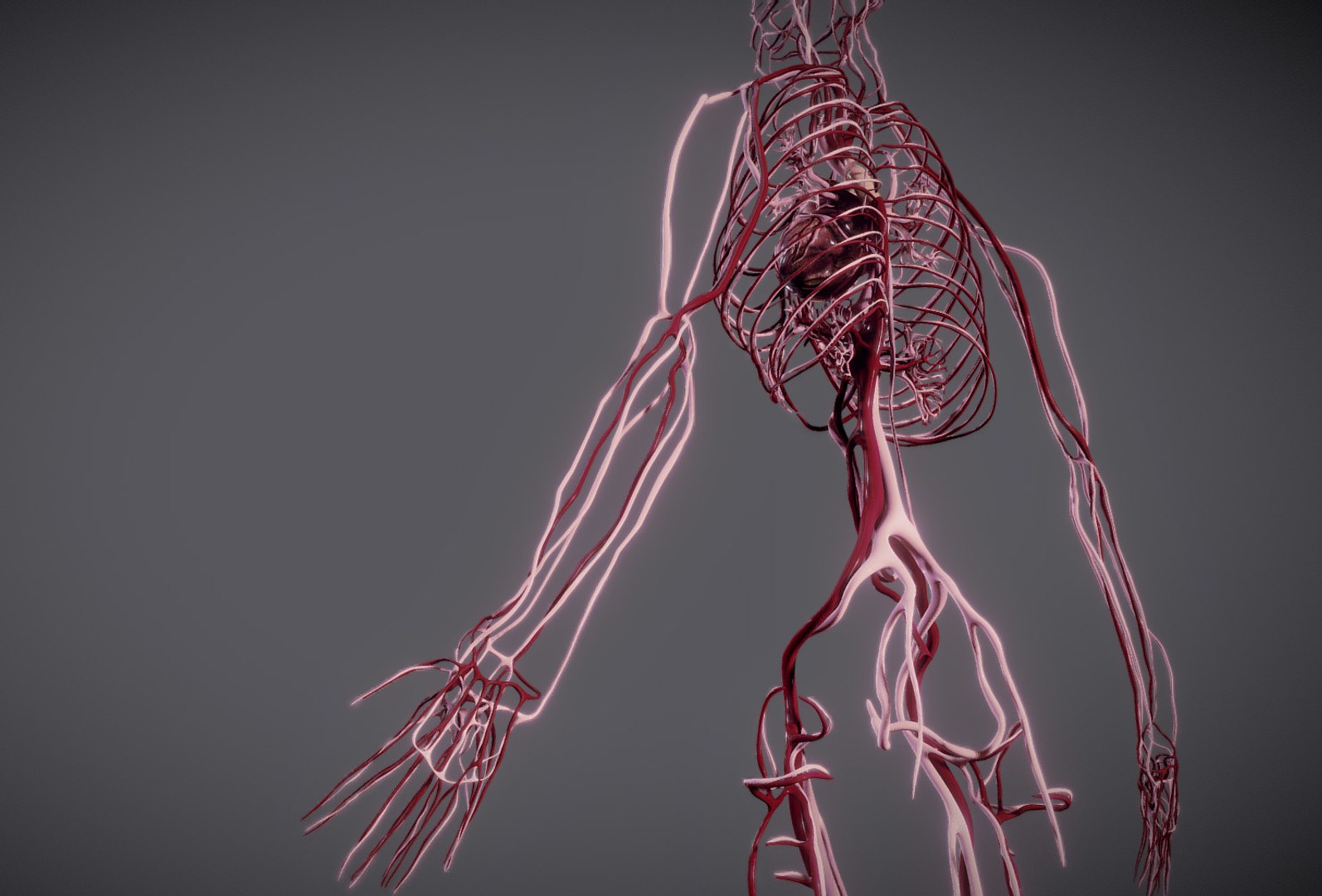 3D heart science anatomy model https://p.turbosquid.com/ts-thumb/N8/h7aaWy/gknPVhqT/4/jpg/1548160426/1920x1080/fit_q87/ba1e335375e36a7cf2d4fa86e65423370209a116/4.jpg